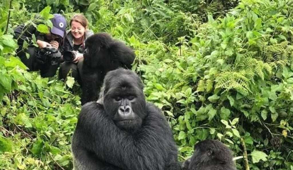 Bwindi Gorilla Trekking
