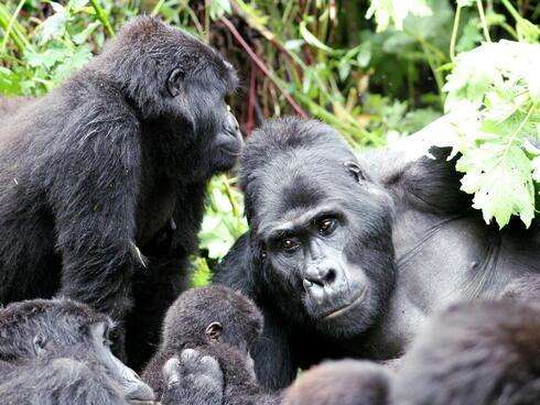 Gorilla Safari Uganda