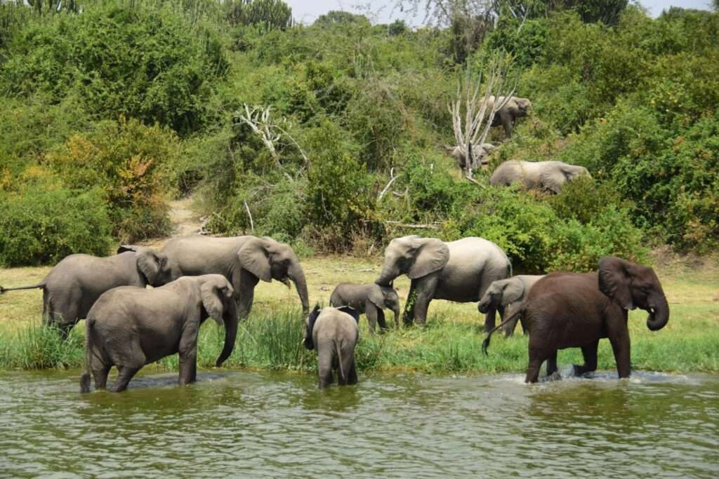 elephants