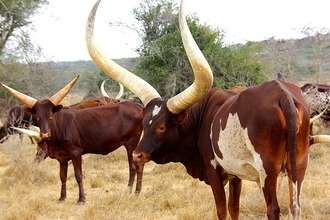Long horned cattle