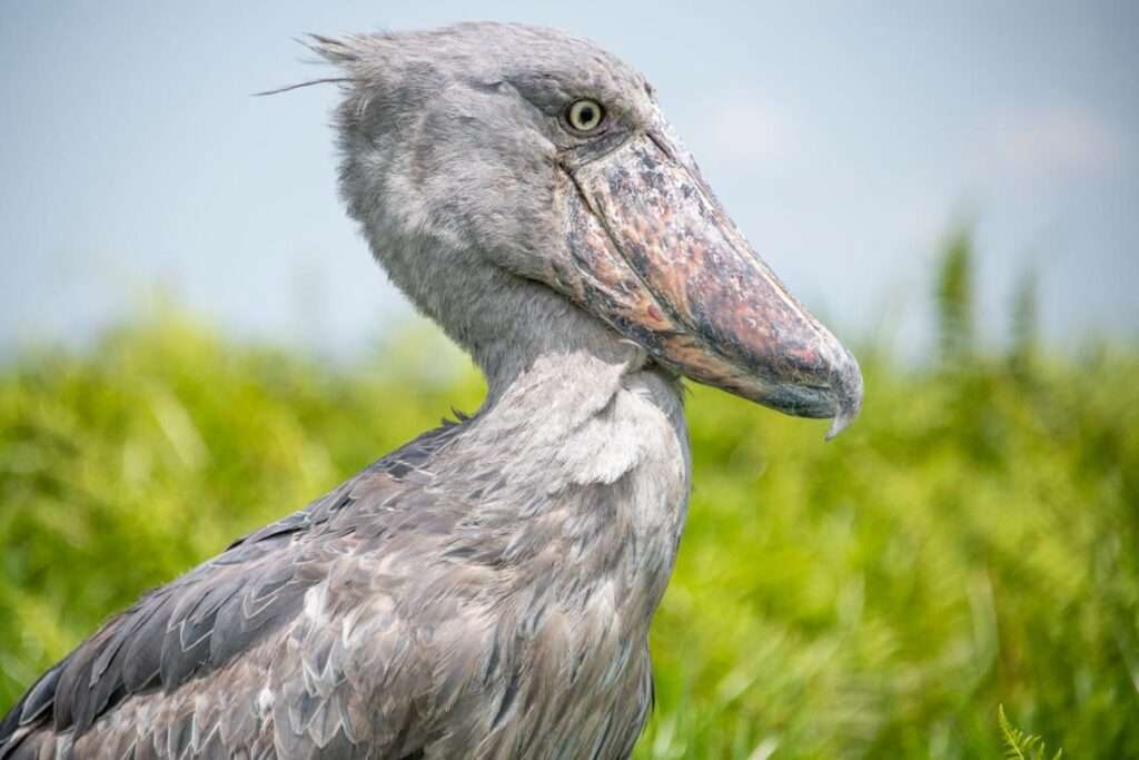 Shoebill Watching on Uganda Tours