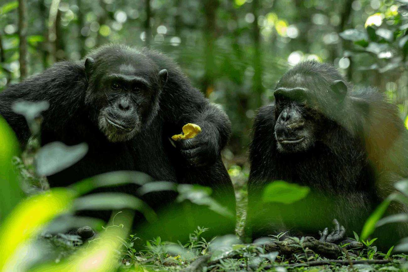 chimpazee family