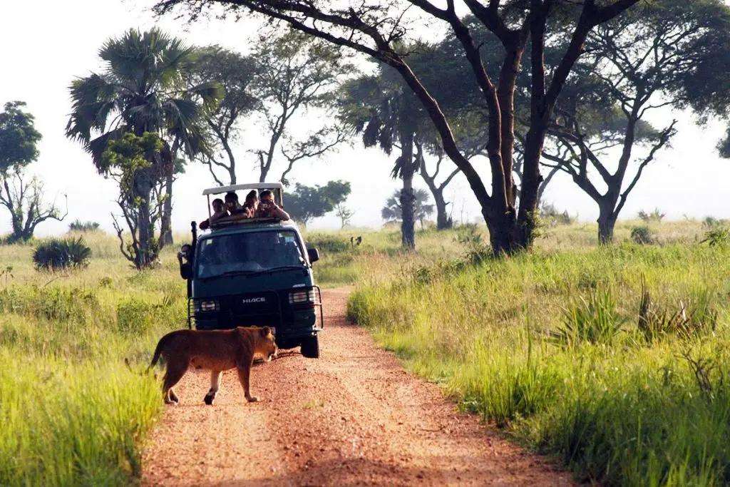 Uganda Tour Game drive
