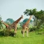 Giraffes in Kidepo