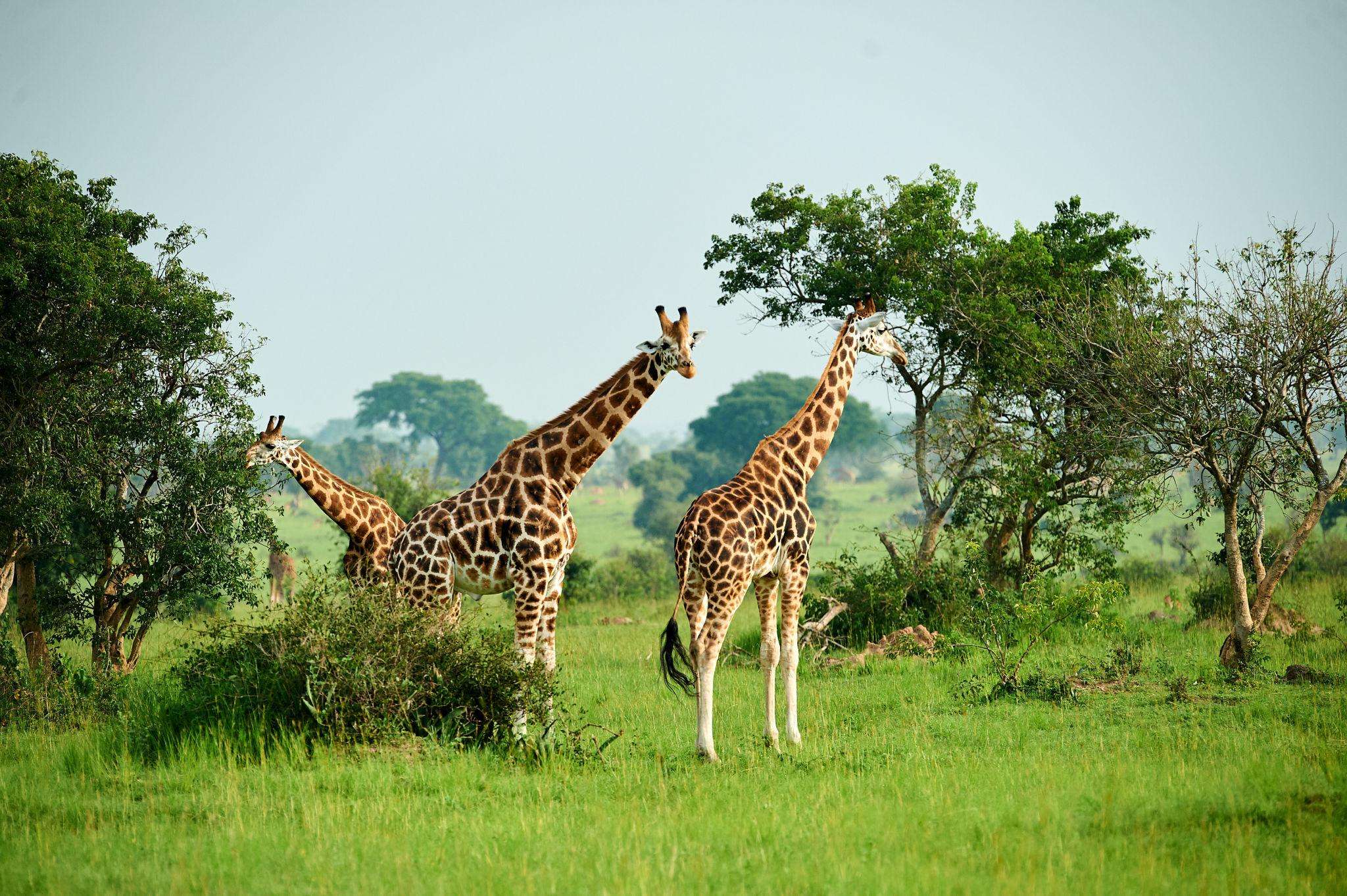 Giraffes in Kidepo