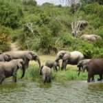 elephants