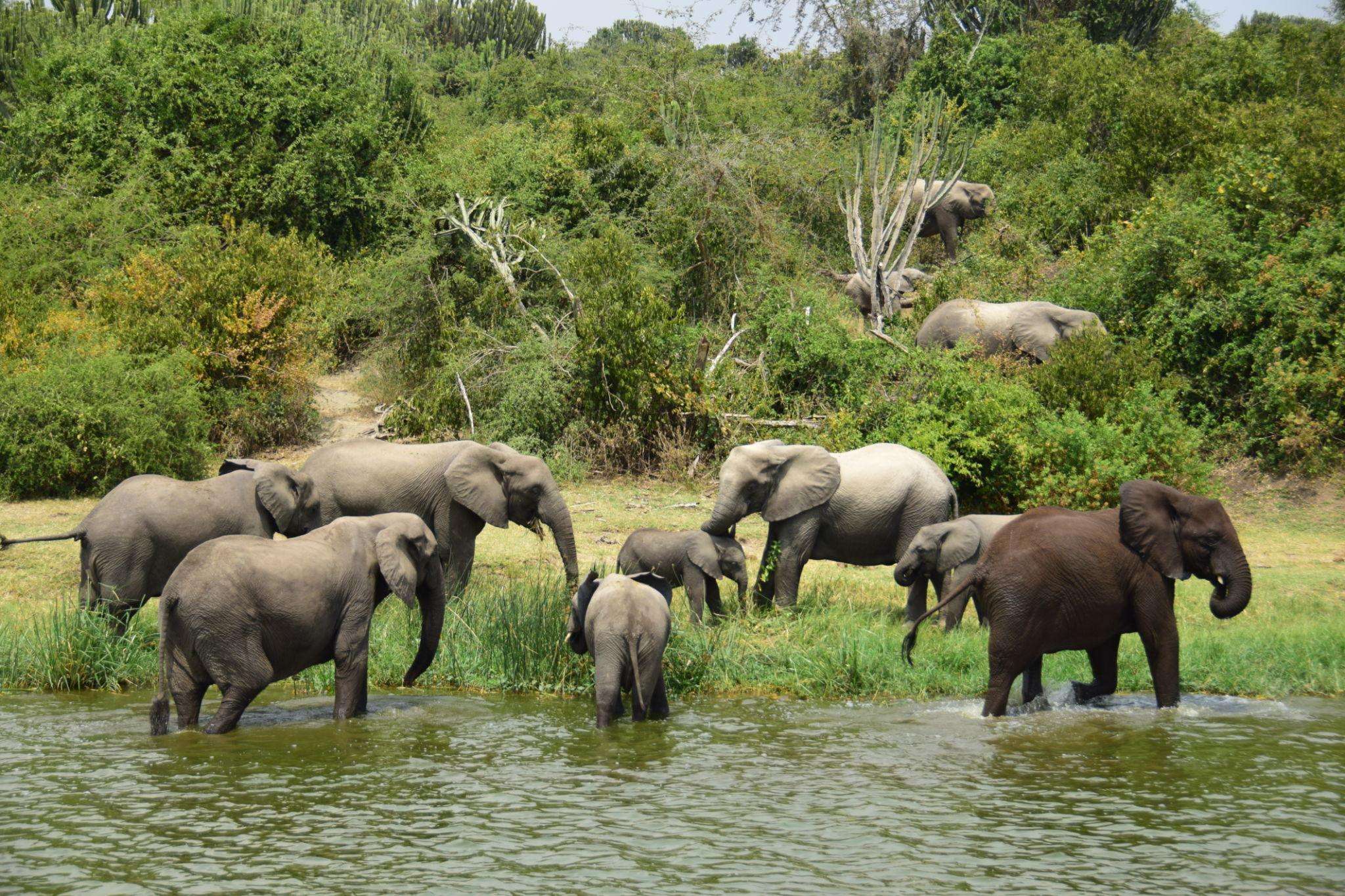 elephants