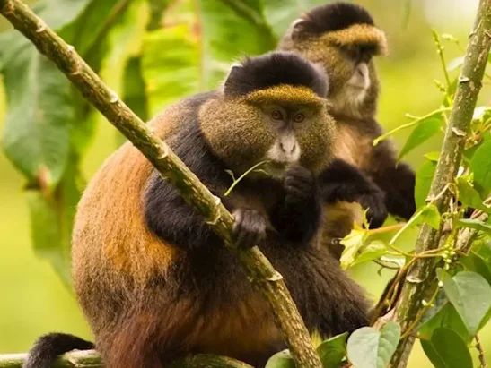 Golden monkeys