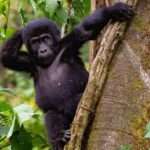 Baby gorilla