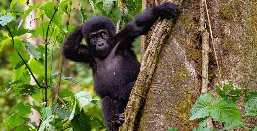 Baby gorilla
