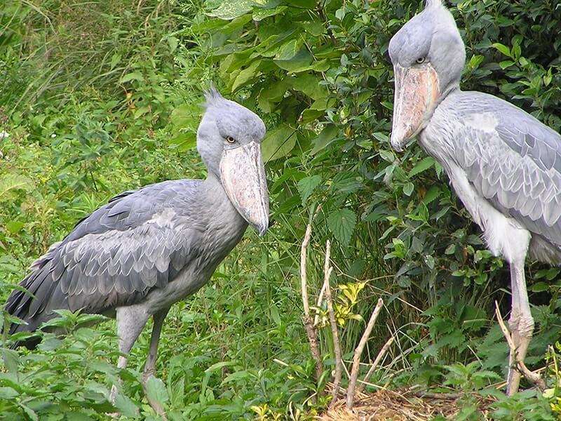African shoebill