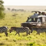 Uganda safari