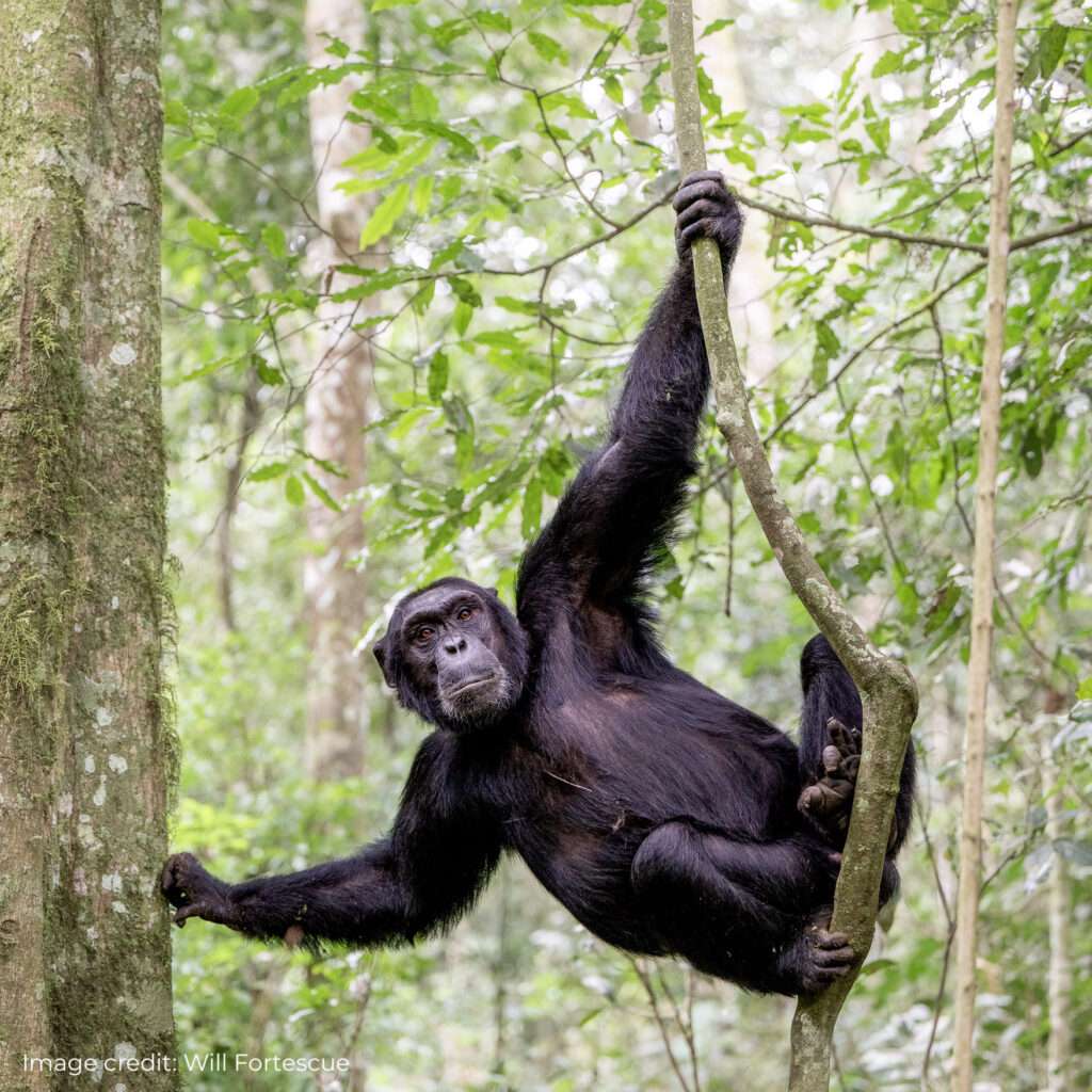 Chimpanzee