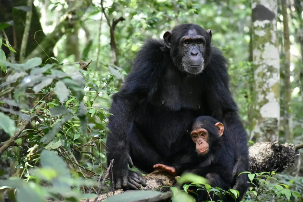 Kibale forest.