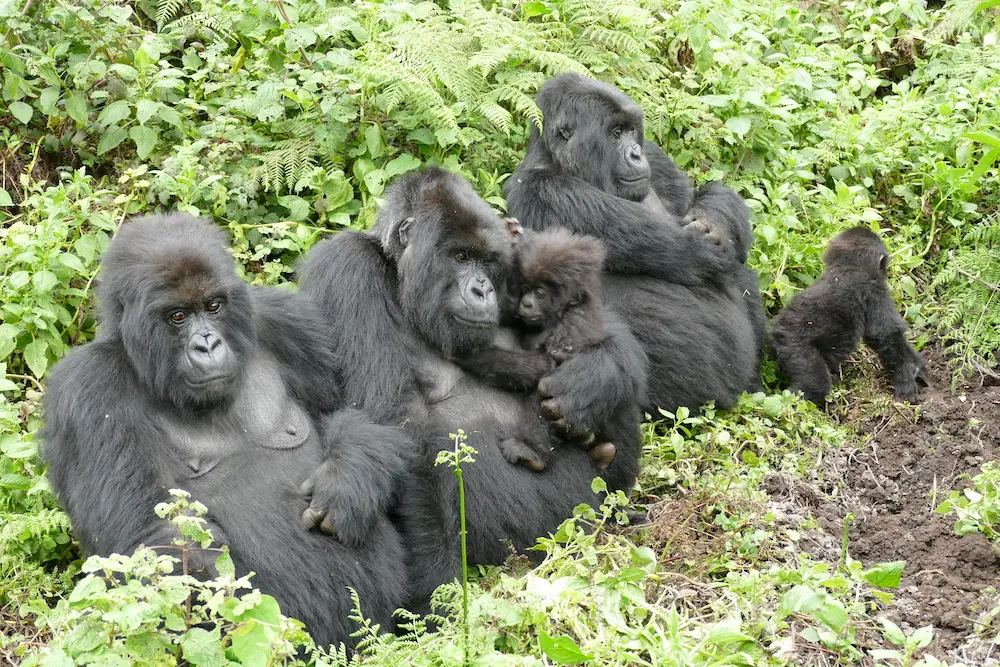 Safari package